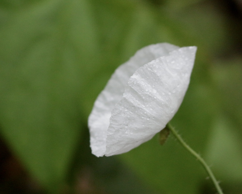 花と雨